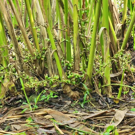 Planting material